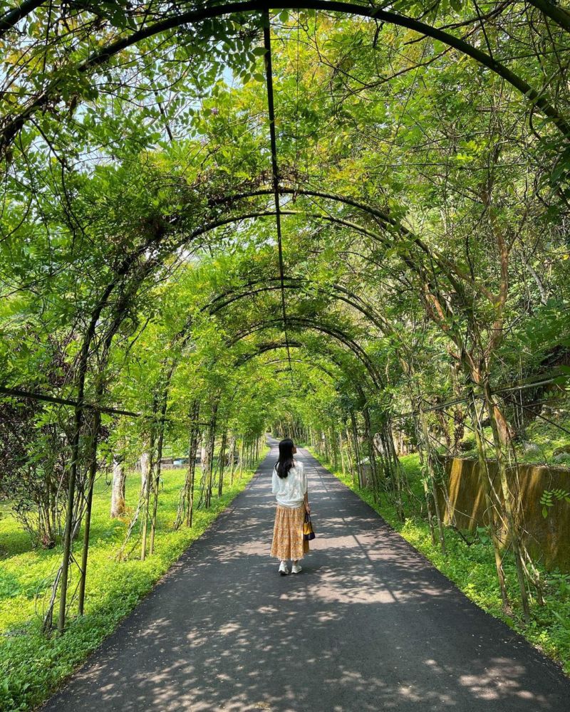 花蓮景點 富源森林遊樂區-