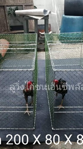 คนรักไก่