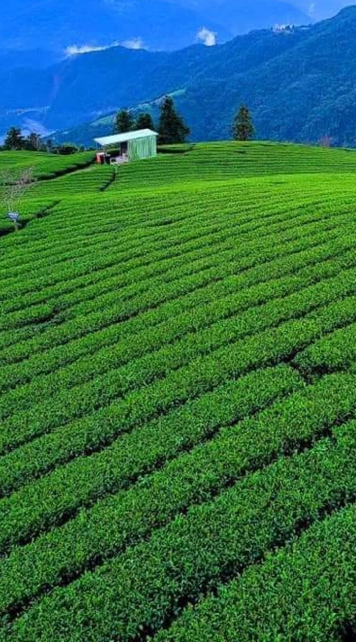 🌷北台建築師