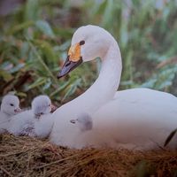 栃木県、宇都宮、カラオケ、グルメ、トーク好き４０代、５０代、６０代、大集合!!ベルベット