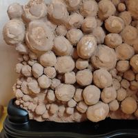 龍宮舍利交流群