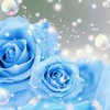 大人の恋バナ、雑談、薔薇🌹