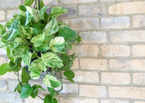 淨化室內空氣 黃金葛