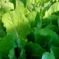 精油養菜菜團購團