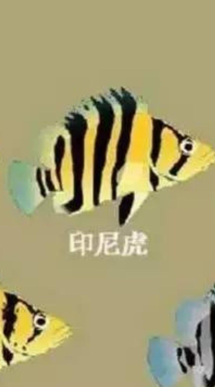 虎魚競標社