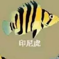 虎魚競標社