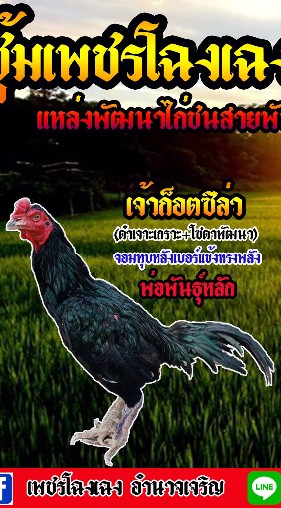 เพชรโฉงเฉง