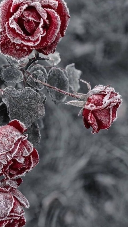 雪の音：全也ハント