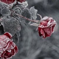 雪の音：全也ハント