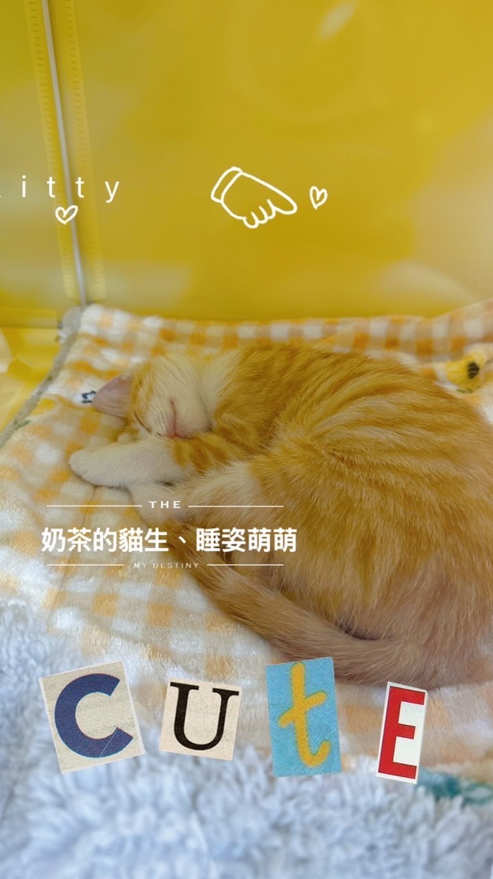 愛貓奶茶分享好物
