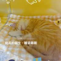 愛貓奶茶分享好物