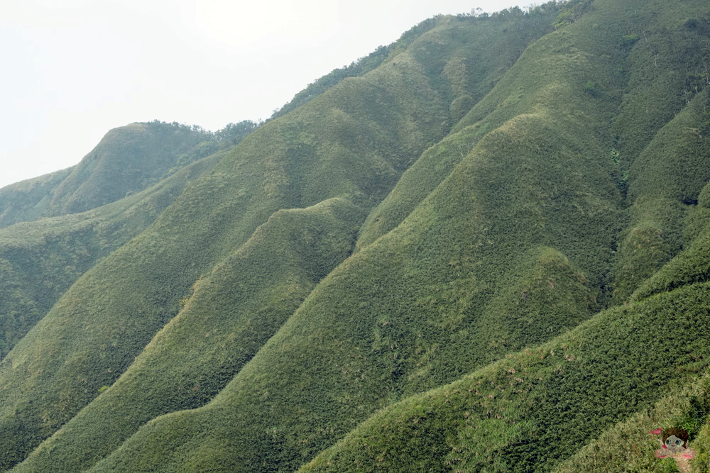 宜蘭.礁溪 臺灣的抹茶冰淇淋山，網美級小百岳仙境，挑戰聖母山莊步道，順收五峰旗瀑布