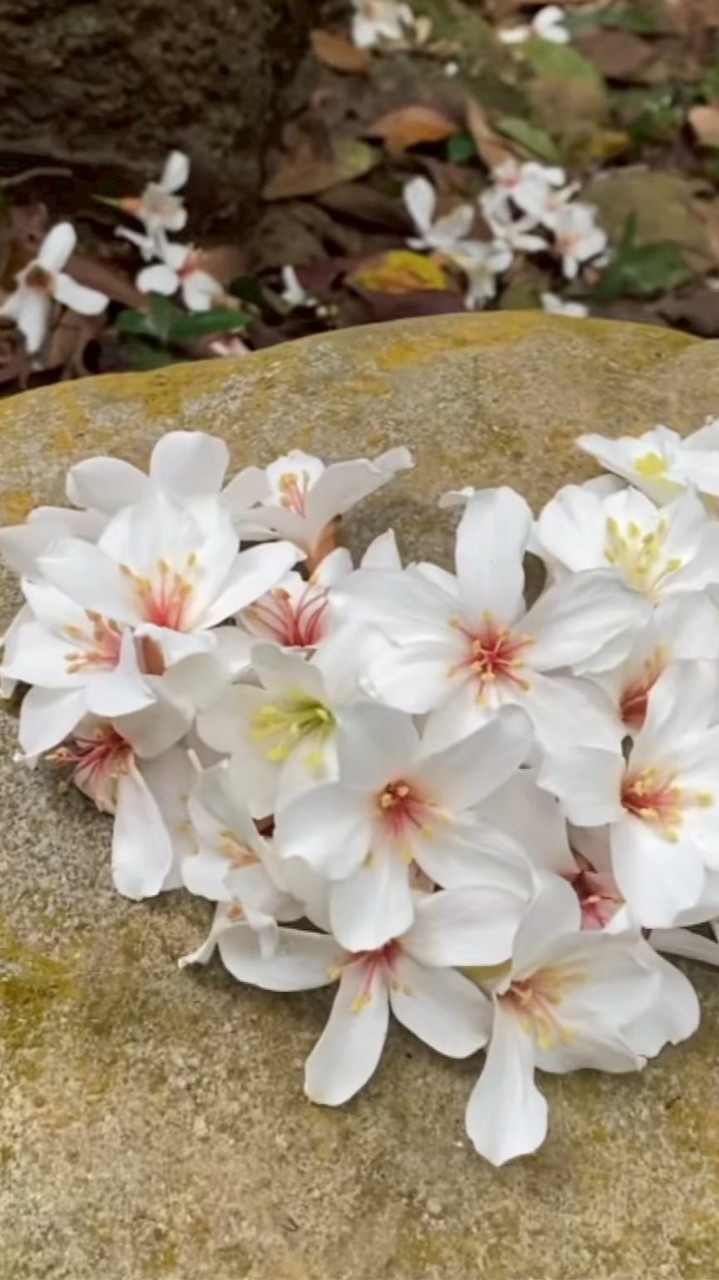 心花開千歲團