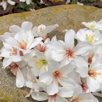 心花開千歲團
