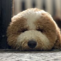 卷卷的毛 🐩標準貴賓犬社