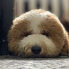 卷卷的毛 🐩標準貴賓犬社