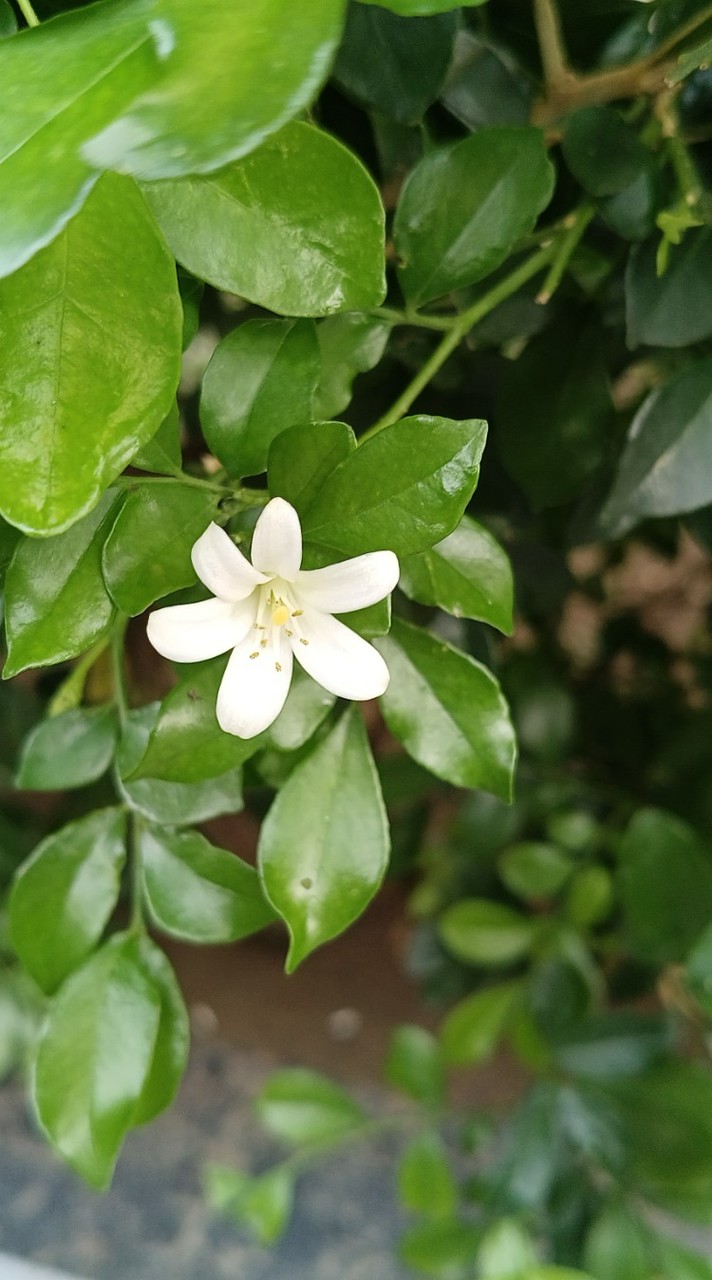 小園藝