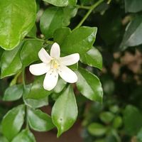 小園藝
