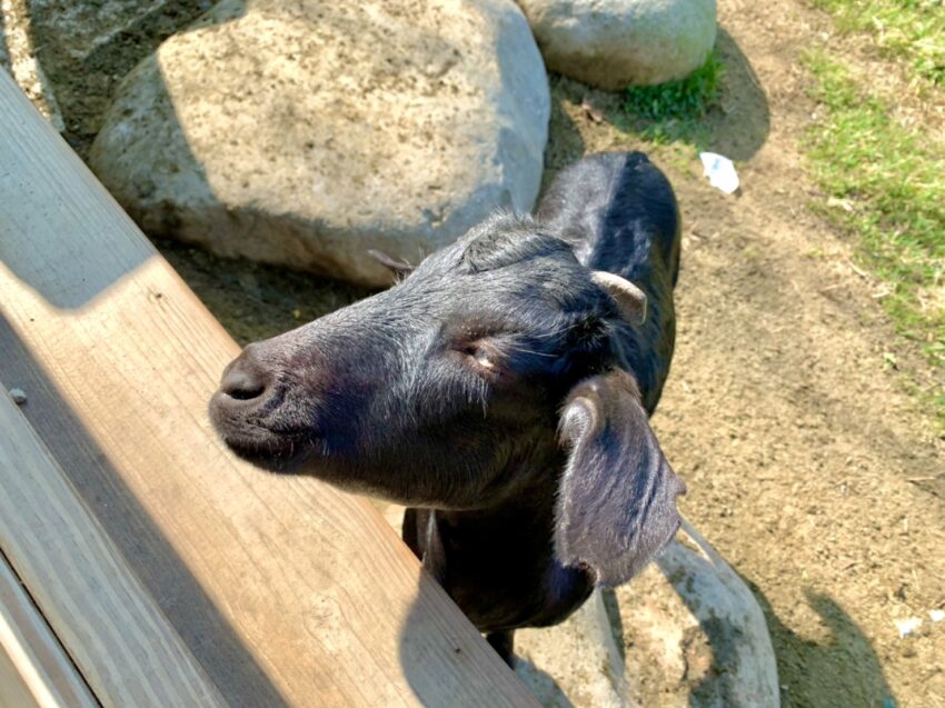 飛牛牧場 苗栗飛牛牧場怎麼玩? 門票優惠、農莊體驗、住宿推薦攻略一篇搞定！ 10 2022