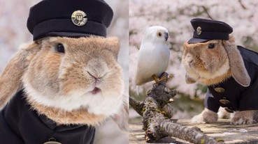 兔子成新一代日本網路「萌寵」 Cosplay 變裝超可愛！