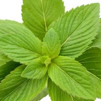 CPTG調理級精油代購