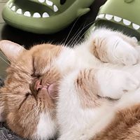 逗格楷德🐱🐶貓狗用品、飼料、罐頭、零食團購優惠🛒🛒🛒
