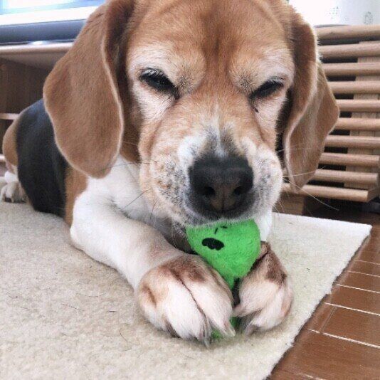 犬のおもちゃ どのくらいの頻度で洗っている