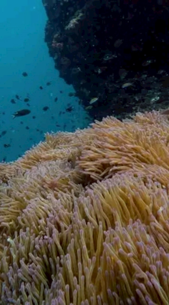 เที่ยวทะเลชุมพร ดำน้ำดูปะการัง ปลาทะเล ปลาวาฬ