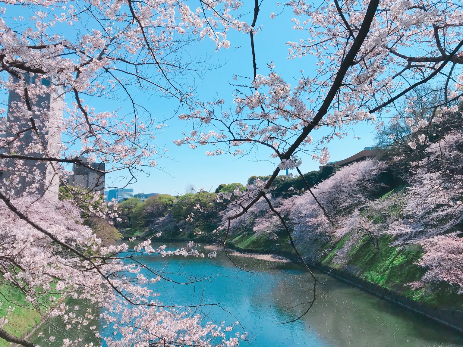 皇居旁感受櫻花「大爆炸」！千鳥之淵、北之丸公園、靖國神社絕美櫻景