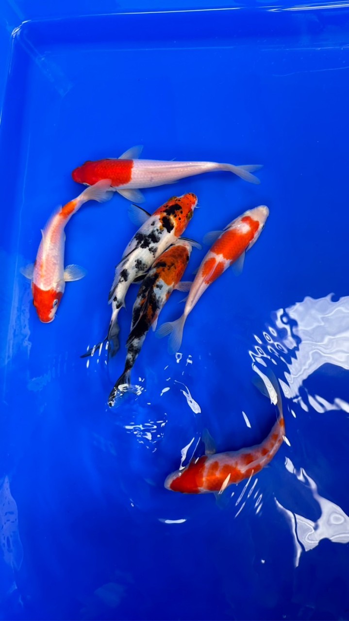 大埔里水族買賣交流