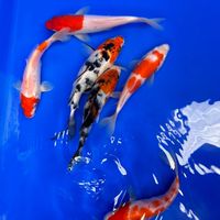 大埔里水族買賣交流