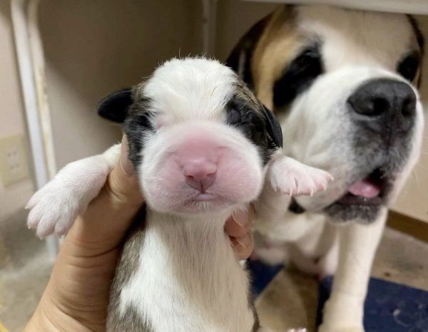 セント・バーナードの子犬の成長スピードに驚き（いぬのきもちNEWS）
