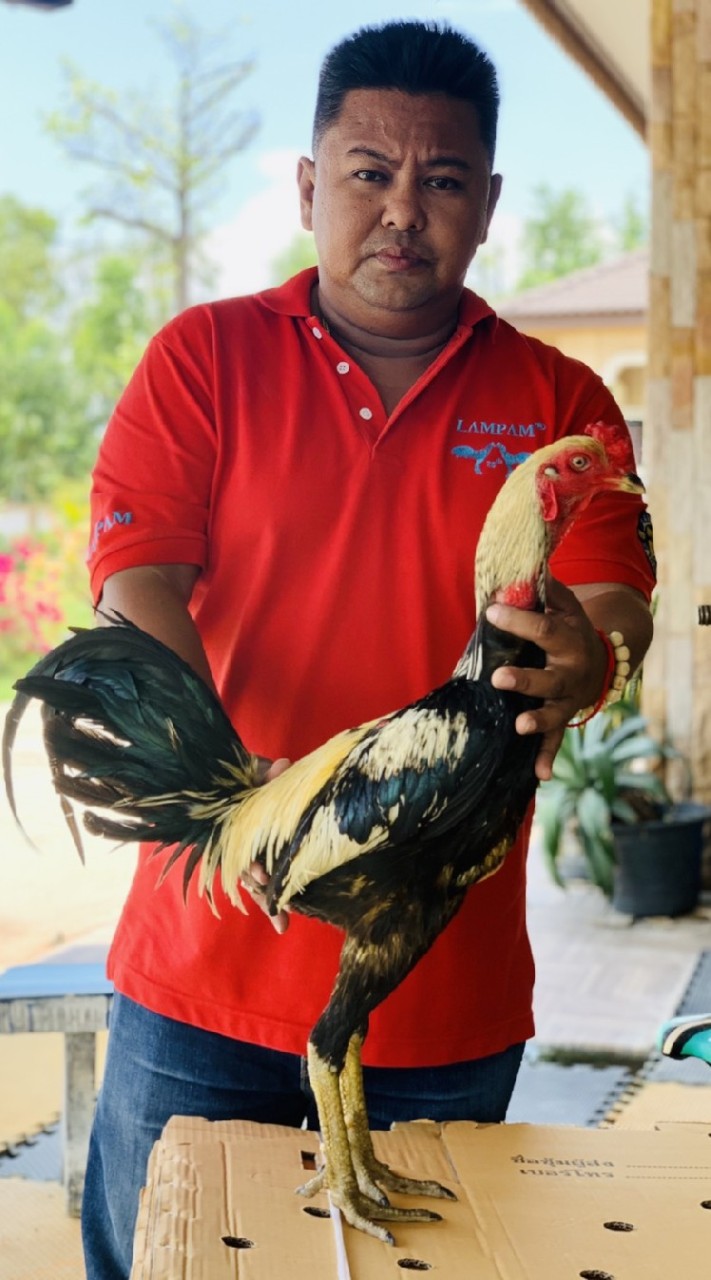 อ.รุ่งทิวา ฟาร์ม(โอ๊ต)​รับ-ส่งไก ทั่วประเทศ