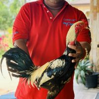 อ.รุ่งทิวา ฟาร์ม(โอ๊ต)​รับ-ส่งไก ทั่วประเทศ