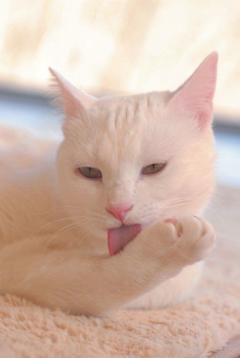 猫の脱毛で気を付けたい４つの病気。どうして抜けた？