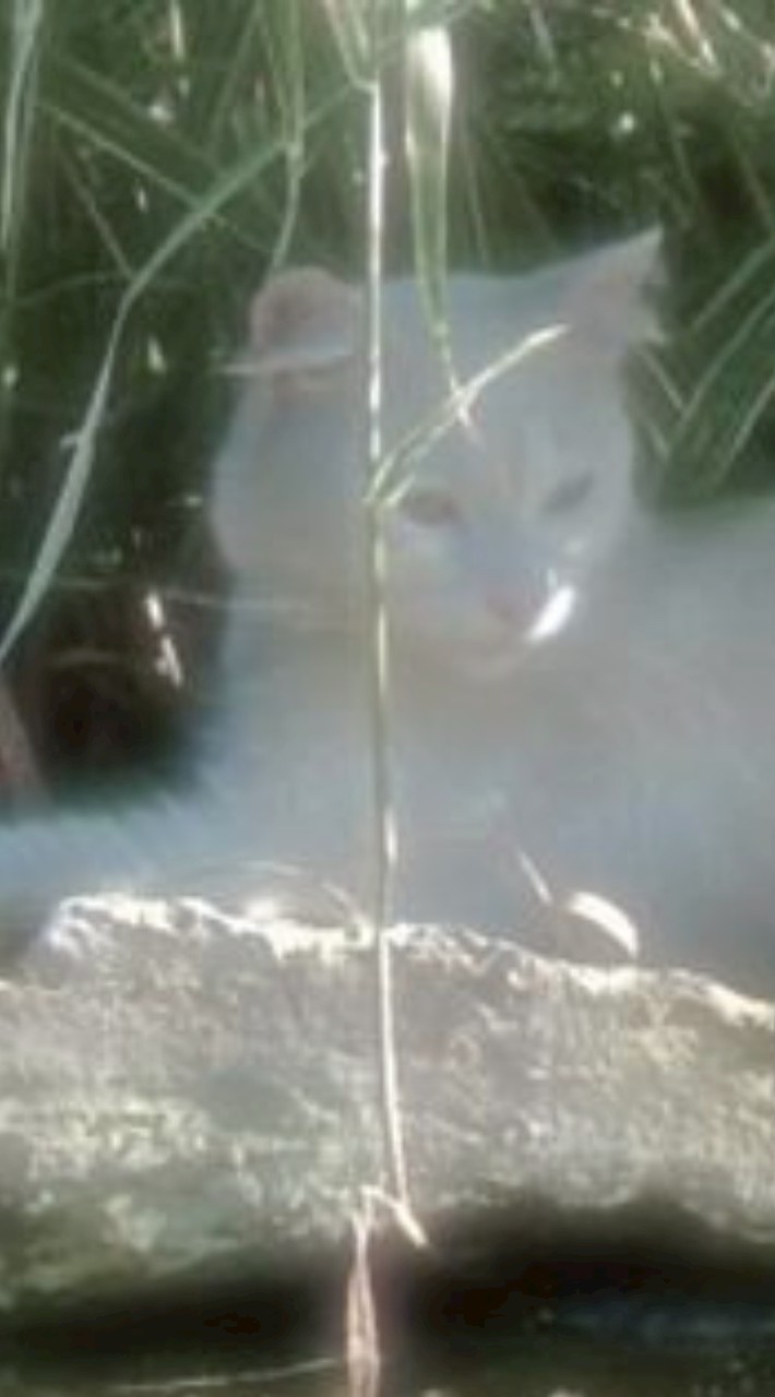 𝓨𝓪𝓴𝓪𝓶𝓲 𝓣𝓸𝓻𝓲𝓮𝓼 𝓐𝓬𝓪𝓭𝓮𝓶𝔂🪽