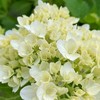 うちのこの話　東洋心身療法研究所
