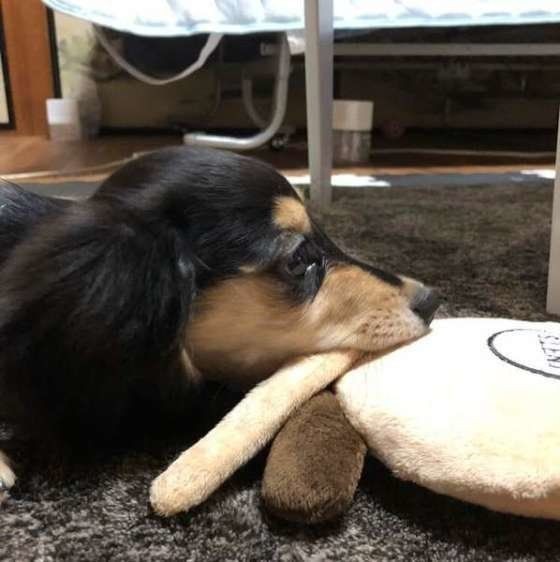 犬はなぜ 甘噛み するの 子犬期のかわいい甘噛み画像も