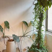植言直語香談事