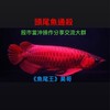 股市《魚尾王》昊哥 當沖波段技術分析大群