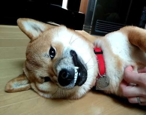 ダダッとダッシュ 犬が突然走り出す 意外な 理由とは