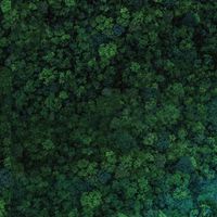 氧之森🌱