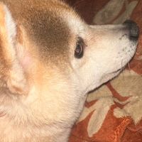 いつめん