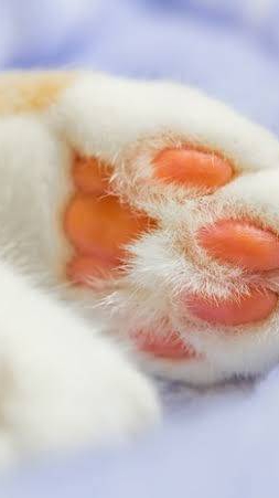 【案件相互】ネコの手借りたい・貸します🐾