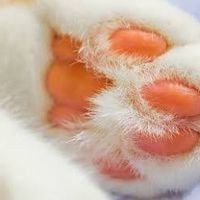 【案件相互】ネコの手借りたい・貸します🐾