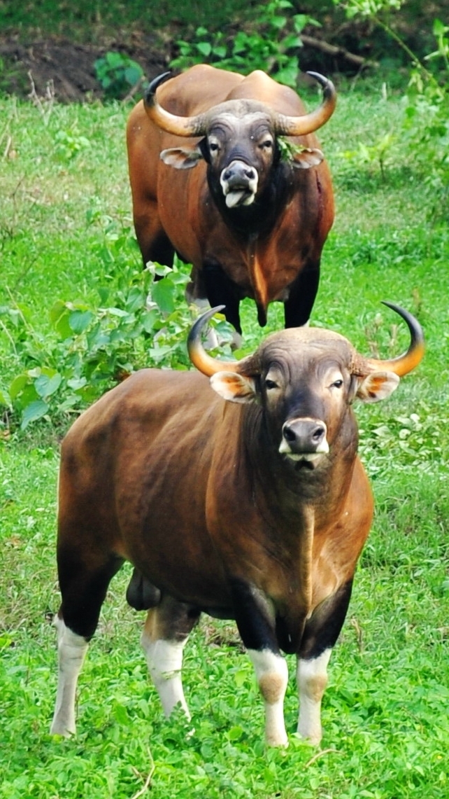 01314321-Wildlife Ecology and Management_2568