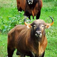 01314321-Wildlife Ecology and Management_2568
