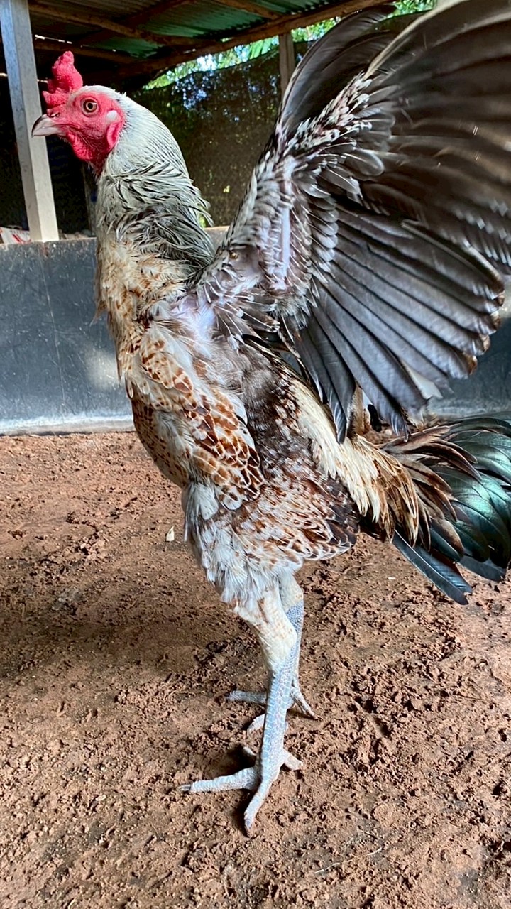 🧡เชิงชนฟาร์ม🦅🪶