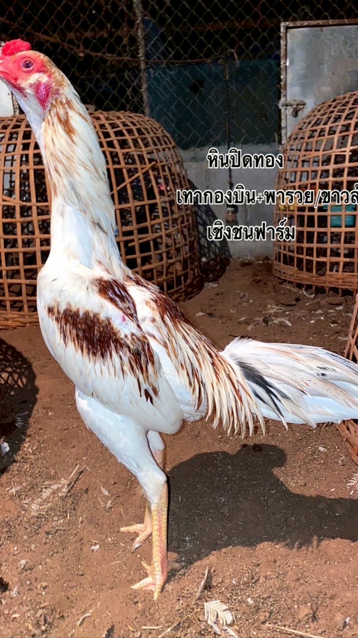🧡เชิงชนฟาร์ม🦅🪶