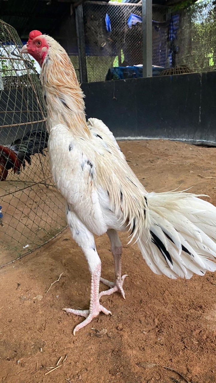 🧡เชิงชนฟาร์ม🦅🪶